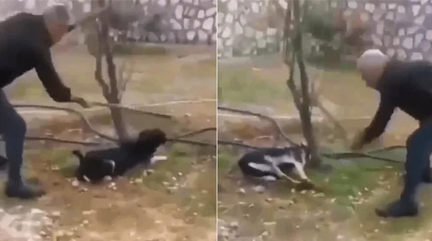 Zonguldak'ta bir köpeğin sopayla öldürülmesi iddiasına açıklama