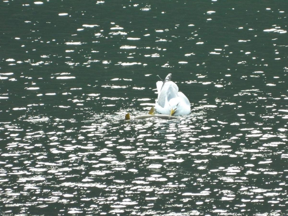 Yabani kuşlar i&ccedil;in doğaya yem bırakıldı