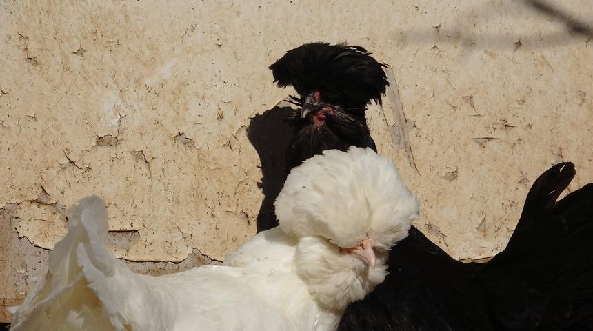 Bir zamanlar saraylarda beslenen sultan tavuğunun fiyatı dudak uçuklatıyor