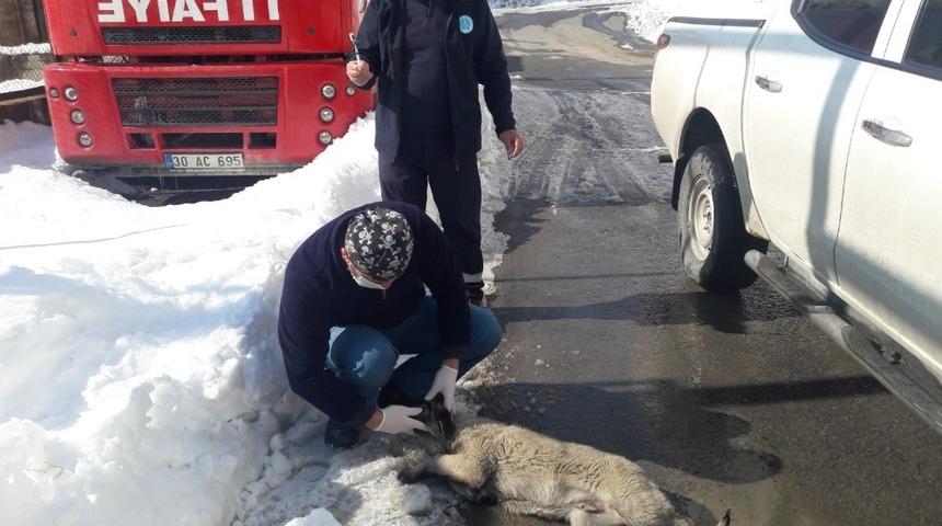 Hakkari Belediyesi can dostların yaralarını sarıyor
