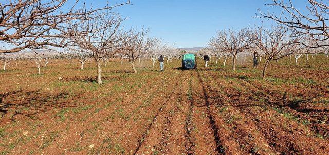 Fıstık ağaçları ilaçlanmaya başlandı