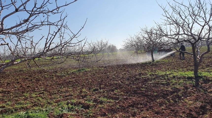 Fıstık ağaçları ilaçlanmaya başlandı