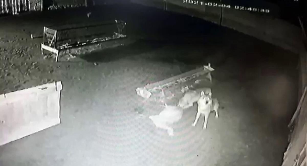 Ağıla giren kurtlar koyunu boğarak yedi