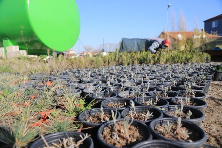 Pamukkale Belediyesi süs bitkilerini kendi yetiştiriyor G2