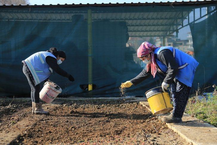 Pamukkale Belediyesi süs bitkilerini kendi yetiştiriyor G3