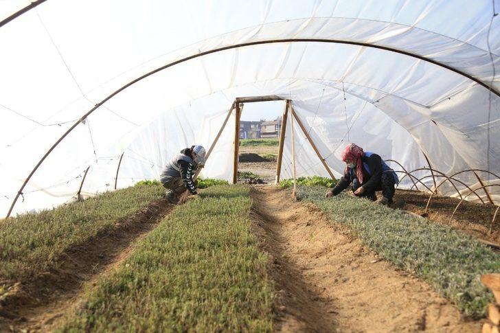 Pamukkale Belediyesi süs bitkilerini kendi yetiştiriyor G5