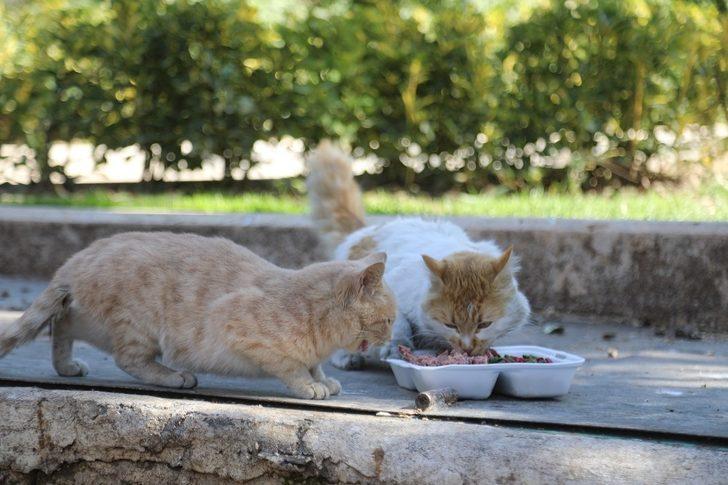 Hafta sonu sokak hayvanları unutulmadı G1