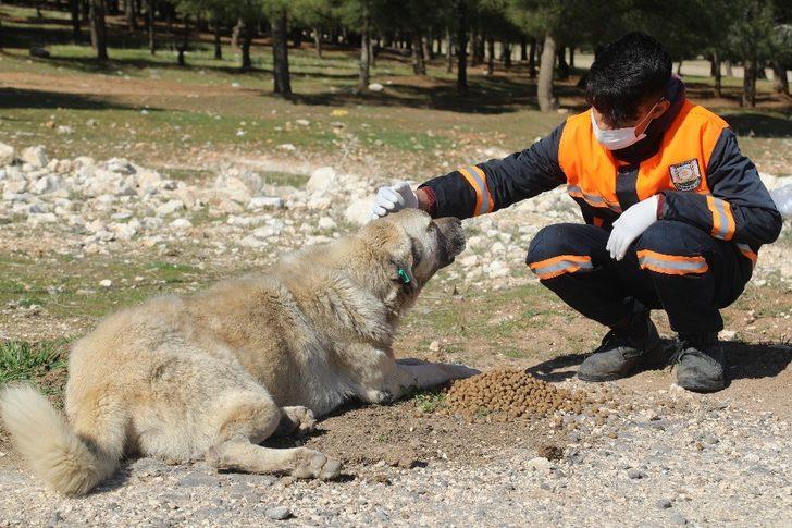 Hafta sonu sokak hayvanları unutulmadı G2