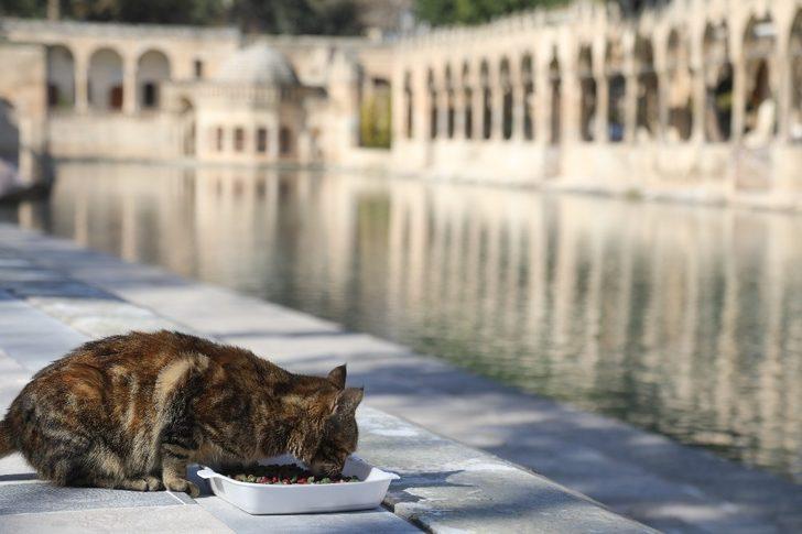 Hafta sonu sokak hayvanları unutulmadı G3