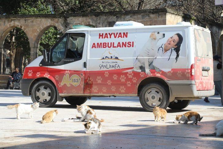 Hafta sonu sokak hayvanları unutulmadı G5