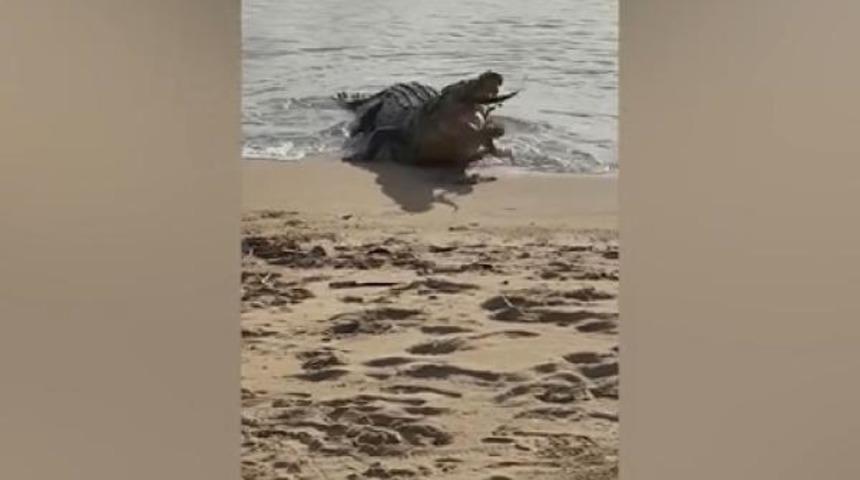 Avustralya’da timsahın köpek balığını yediği anlar görüntülendi