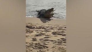 Avustralya’da timsahın köpek balığını yediği anlar görüntülendi