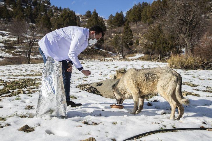 Kısıtlamada zorlu kış şartlarındaki hayvanlar unutulmadı G1