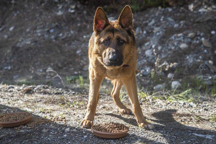 Kısıtlamada zorlu kış şartlarındaki hayvanlar unutulmadı G3