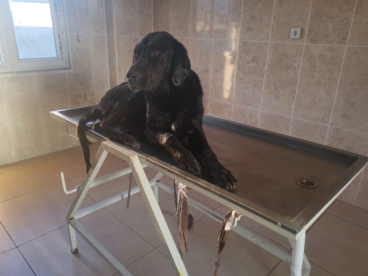 Sular yükseldi mahsur kaldı, imdadına itfaiye ekipleri yetişti G1