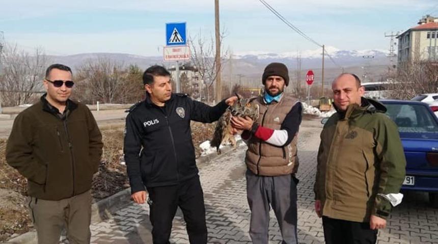 Yaralı Puhu kuşu tedavi altına alındı