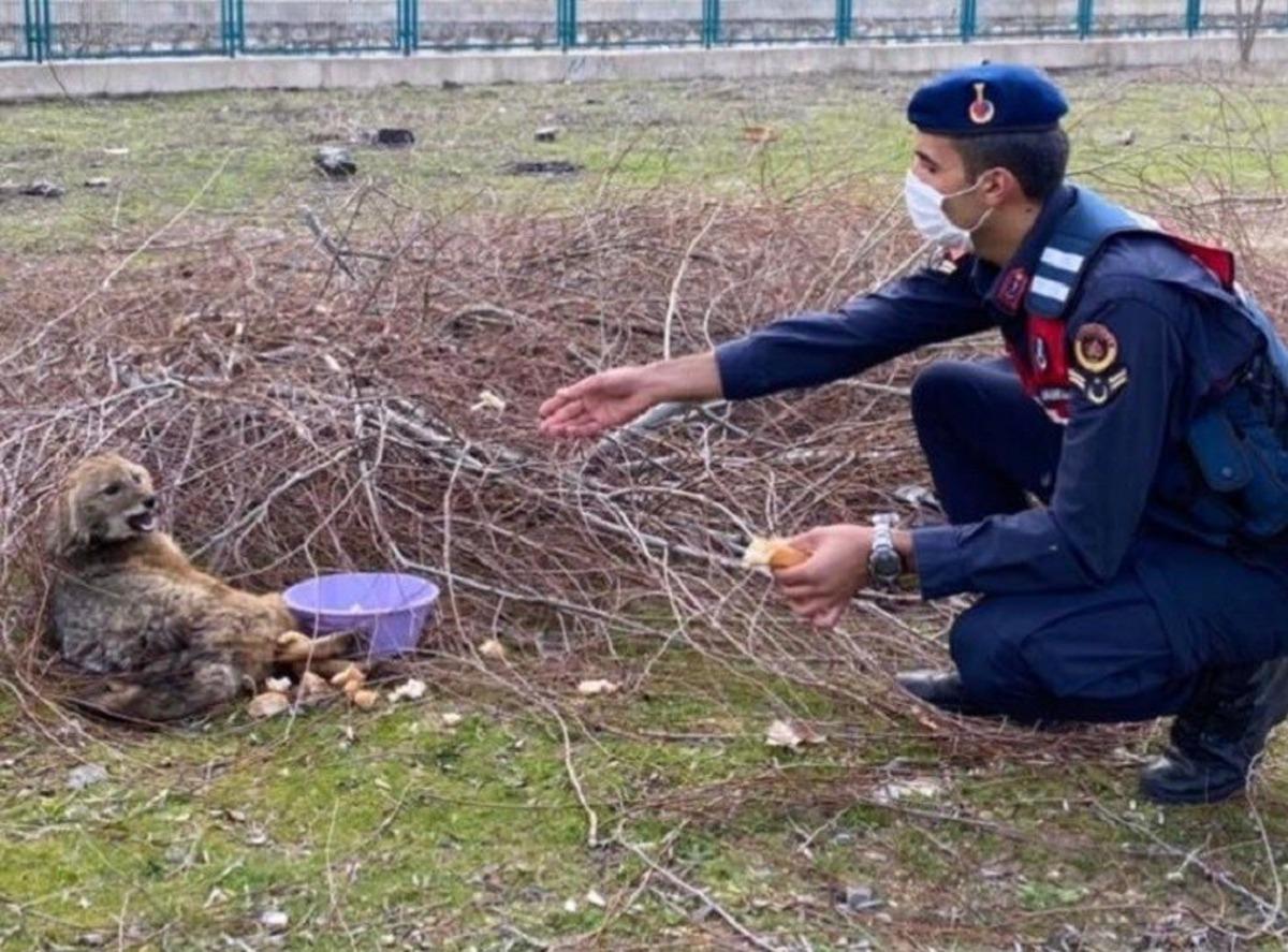 Jandarmanın yaralı bulduğu tilki tedavisinin ardından doğaya salındı