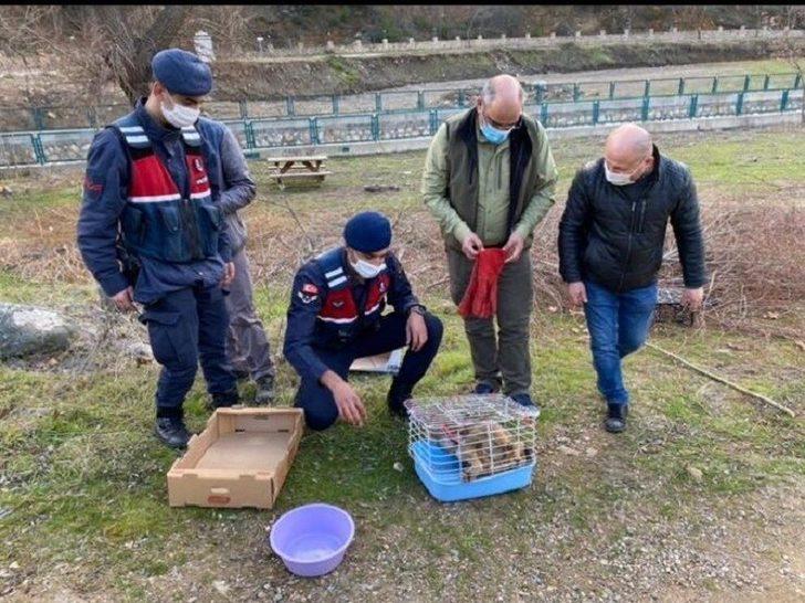 Jandarmanın yaralı bulduğu tilki tedavisinin ardından doğaya salındı G2