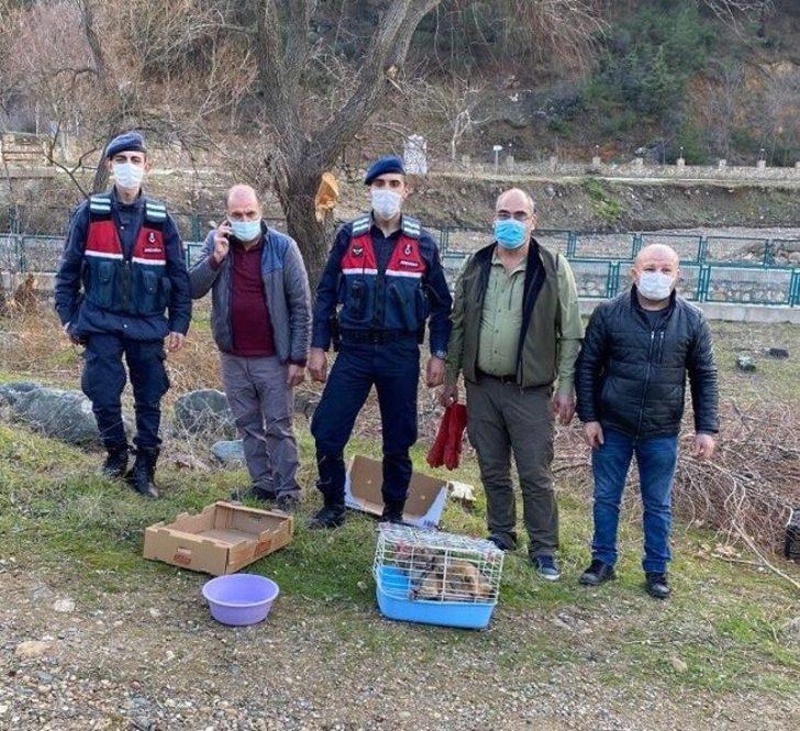 Jandarmanın yaralı bulduğu tilki tedavisinin ardından doğaya salındı G3