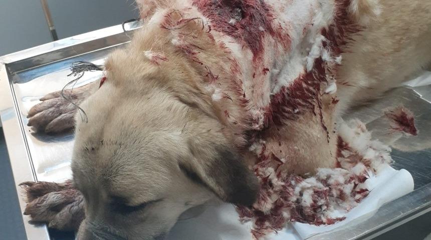 Havran’da bekçi köpeğini tüfekle vurdular