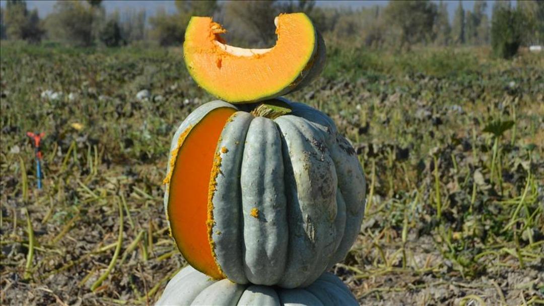 Beslenme uzmanından sonbaharda bağışıklığı güçlendiren 8 mucize besin... 8