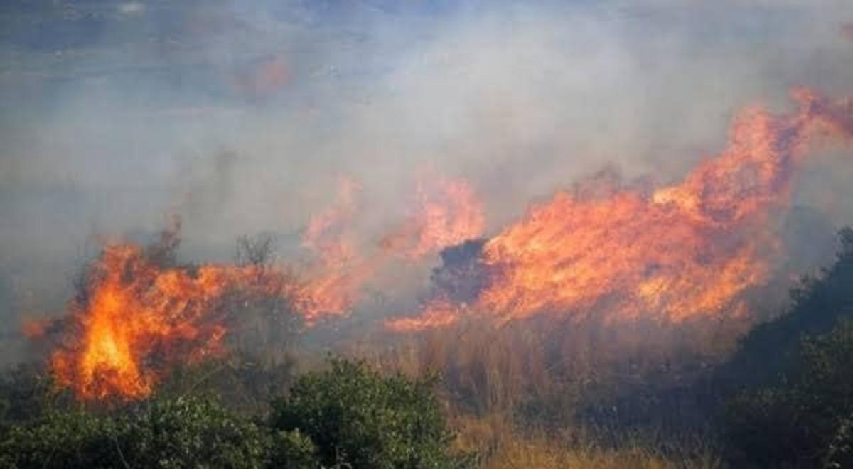 İznik G&ouml;l&uuml;nde korkutan yangın: 60 d&ouml;n&uuml;m arazi k&uuml;l oldu