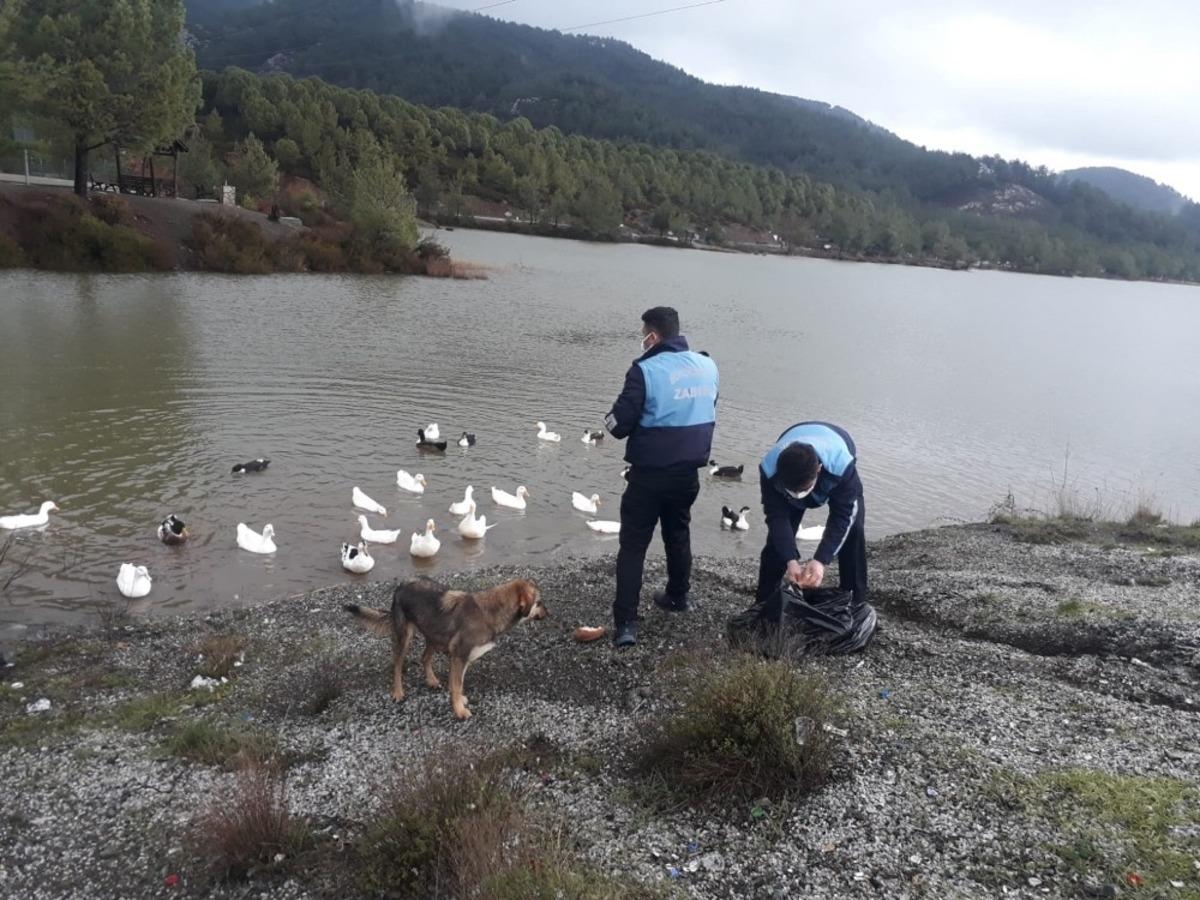 Zabıta ekipleri G&ouml;letteki &ouml;rdekleri besledi
