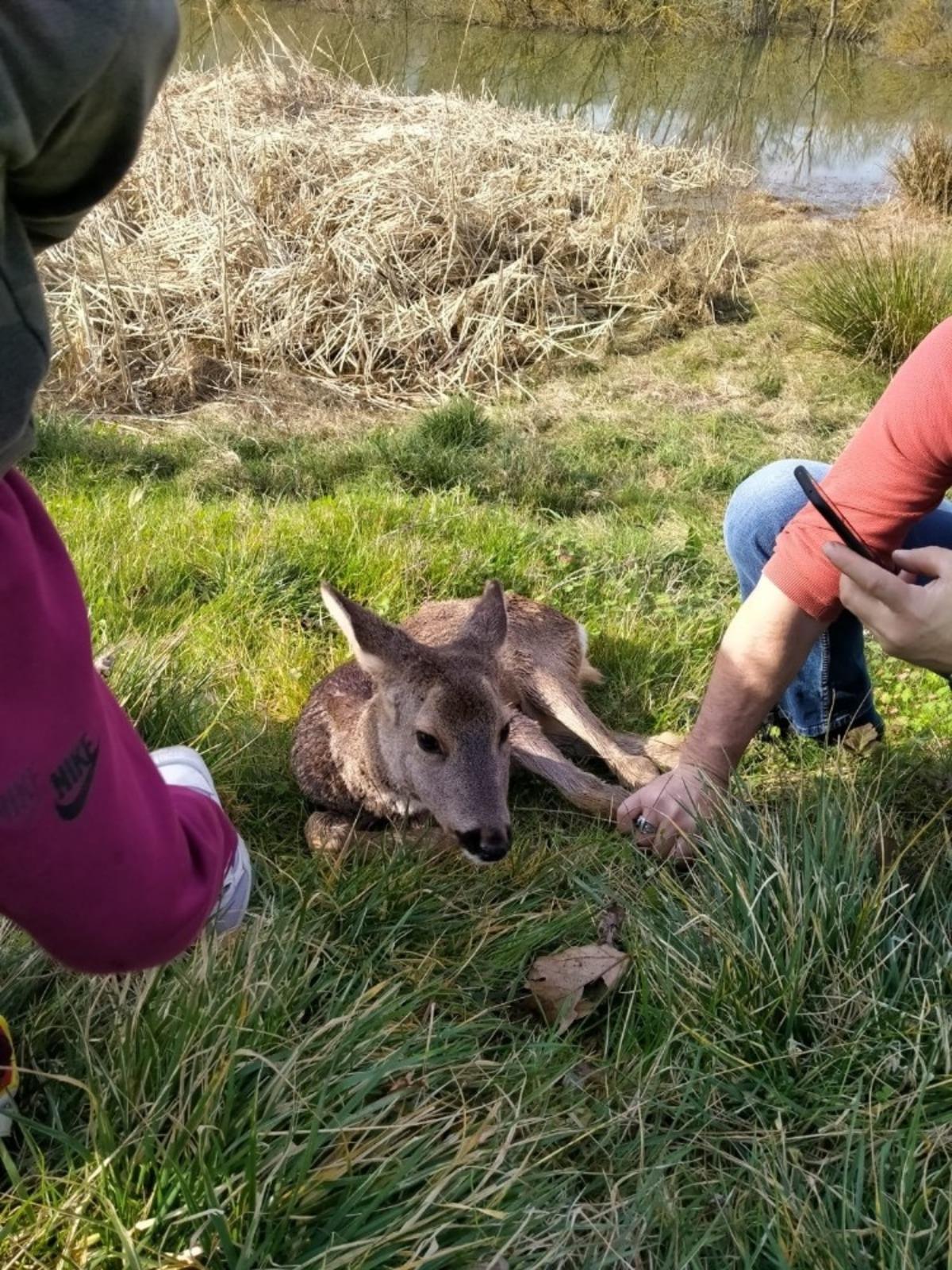 G&ouml;lkay&rsquo;da yaralı bulunan karaca tedavi altına alındı