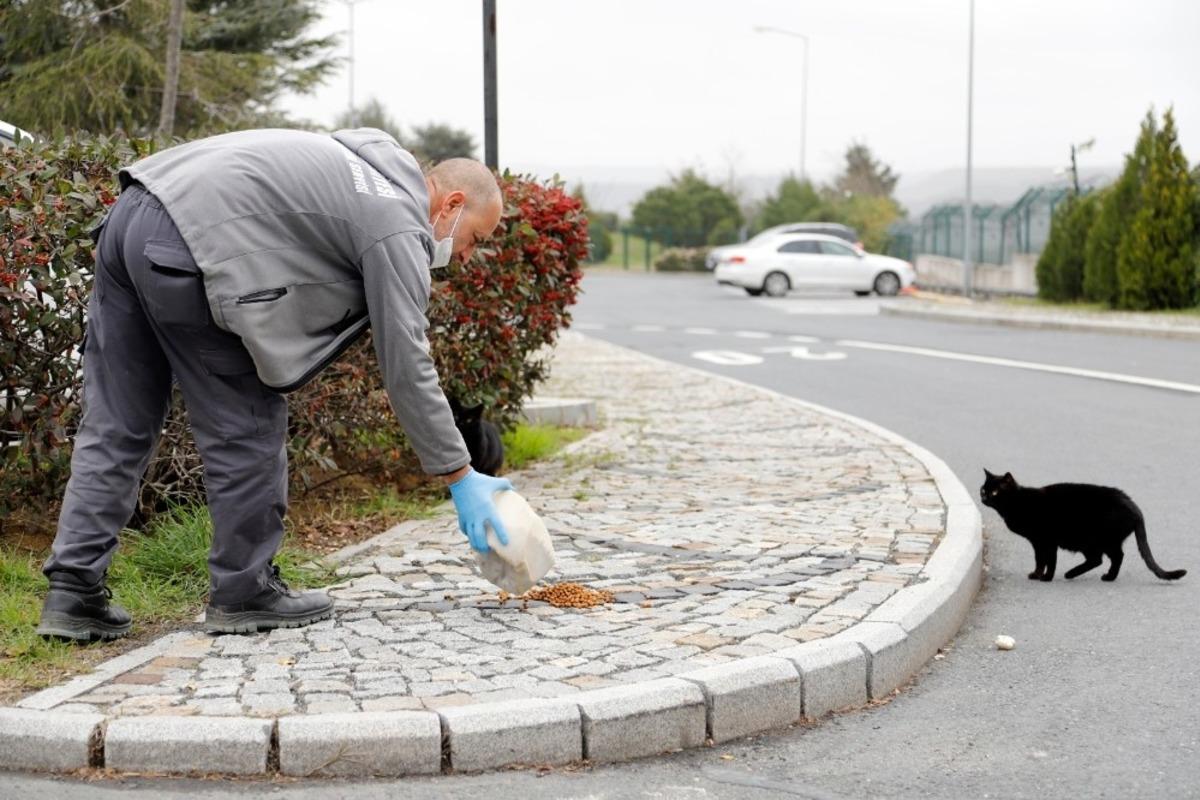 Kağıthane&rsquo;de sokak hayvanları i&ccedil;in yeni proje