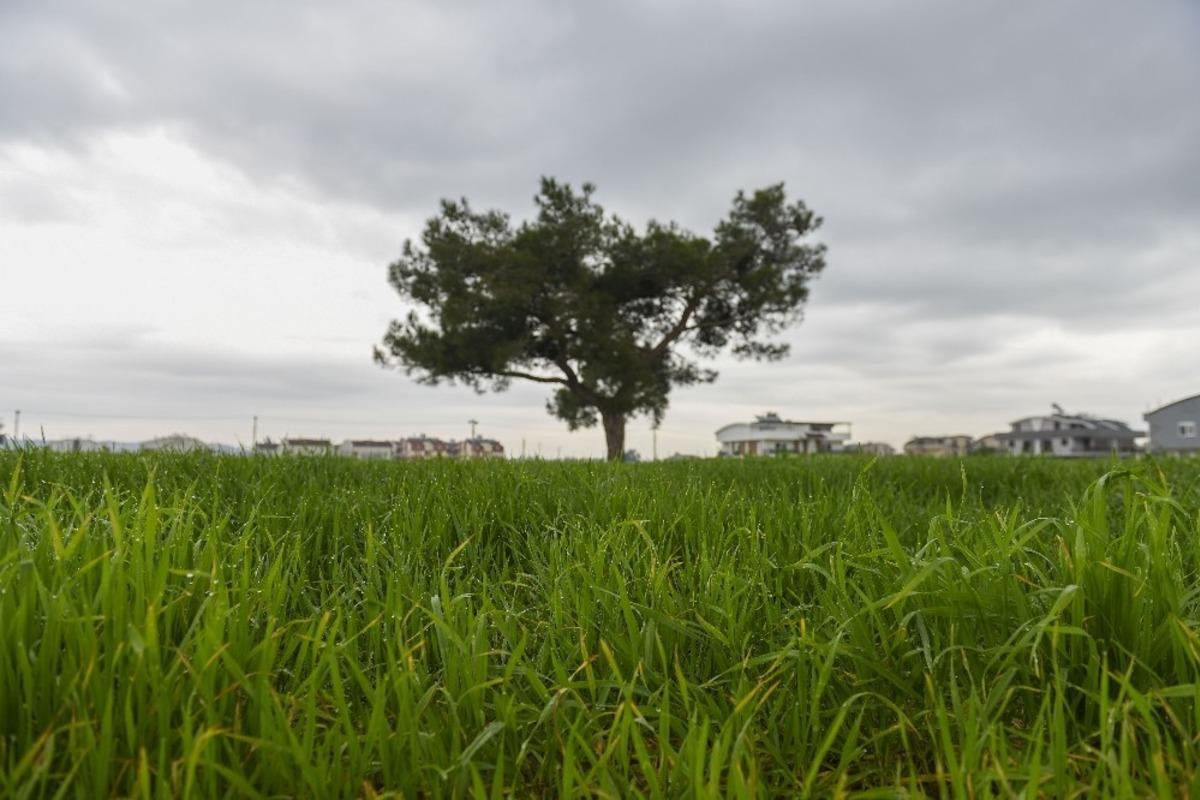 Muratpaşa, buğday &uuml;retiminde d&uuml;nya ortalamasın &uuml;zerinde hasat hedefliyor