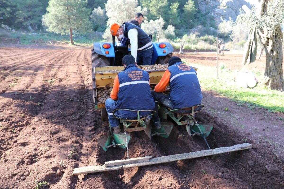 Marmaris&rsquo;te sıra patateste