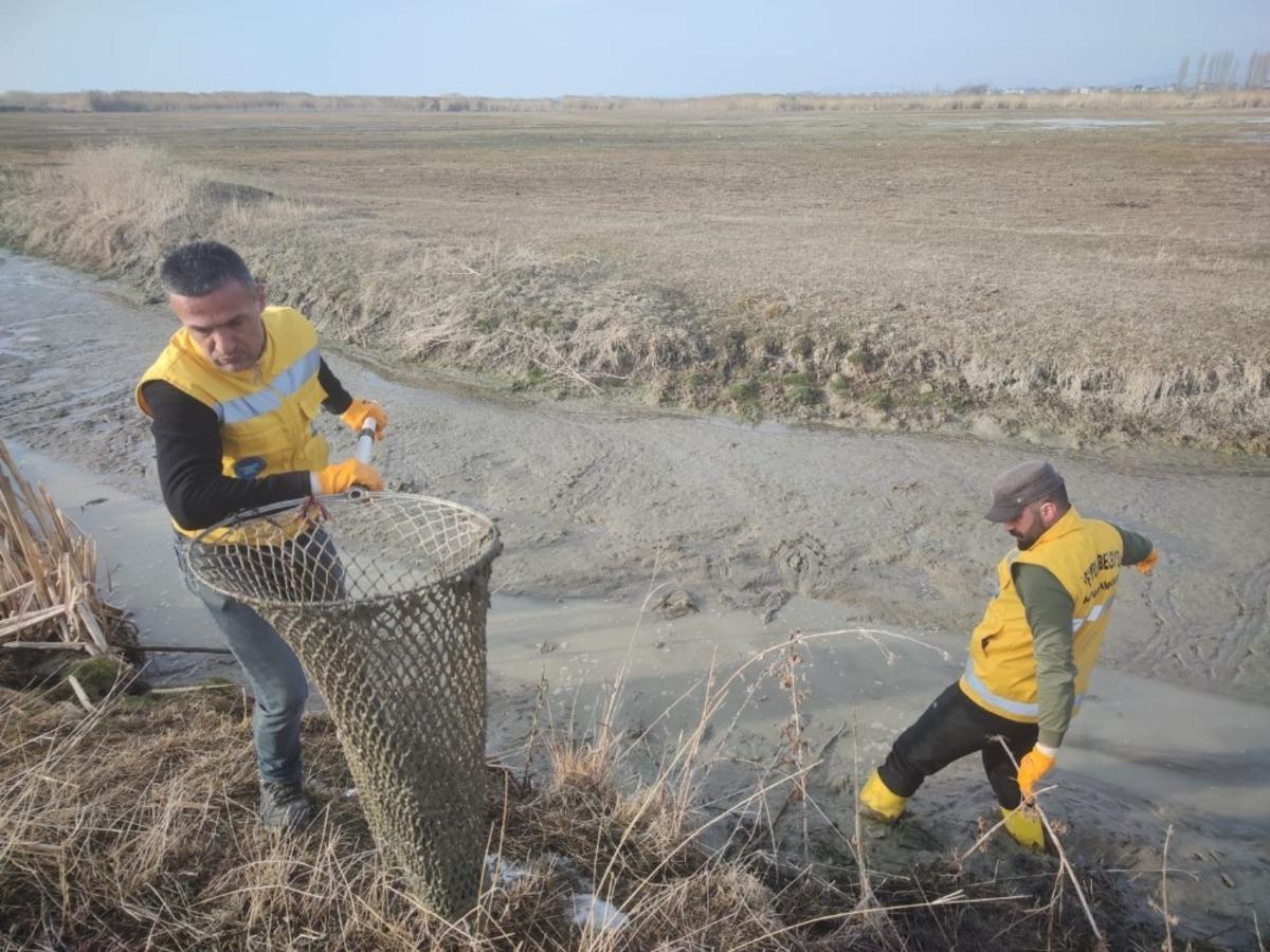 Islah edilen deredeki onlarca su kaplumbağası sulak alana taşındı