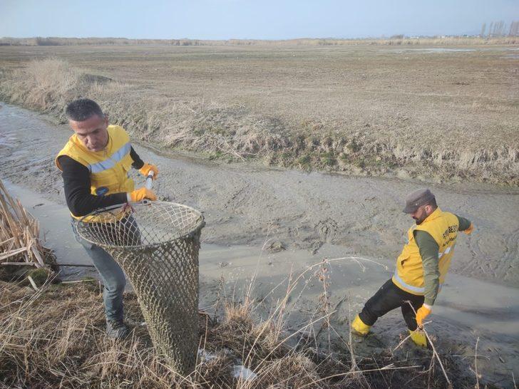 Islah edilen deredeki onlarca su kaplumbağası sulak alana taşındı G1