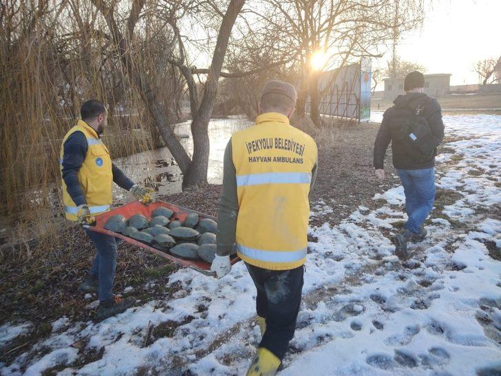 Islah edilen deredeki onlarca su kaplumbağası sulak alana taşındı G2