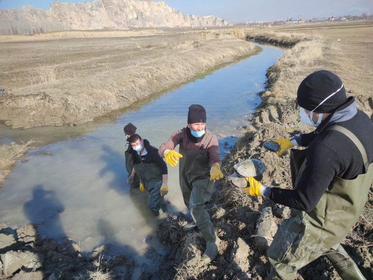 Islah edilen deredeki onlarca su kaplumbağası sulak alana taşındı G3