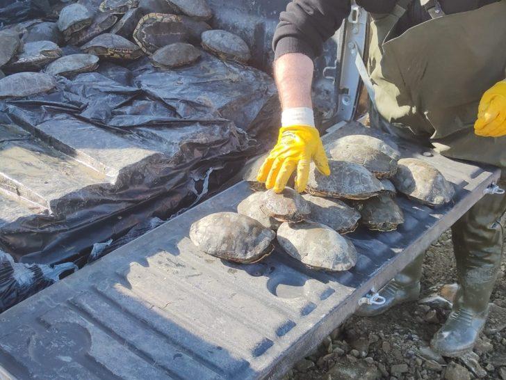 Islah edilen deredeki onlarca su kaplumbağası sulak alana taşındı G4