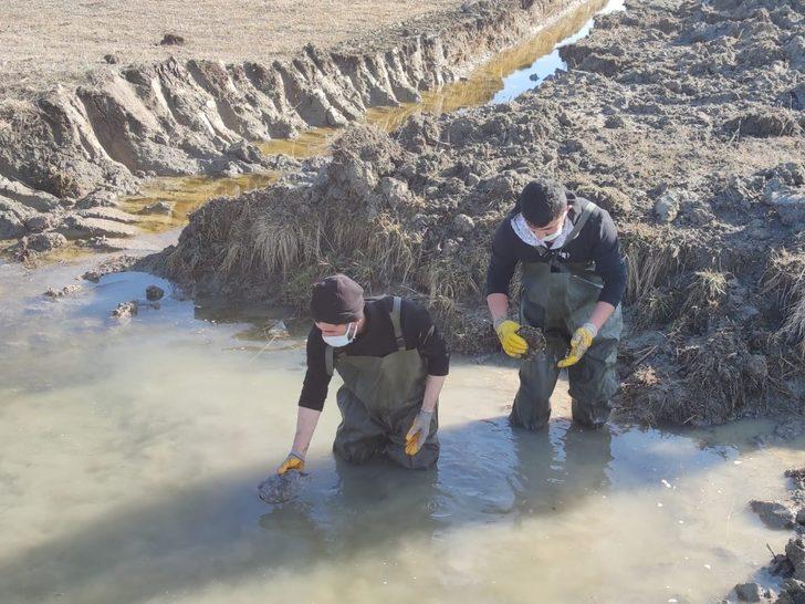 Islah edilen deredeki onlarca su kaplumbağası sulak alana taşındı G5