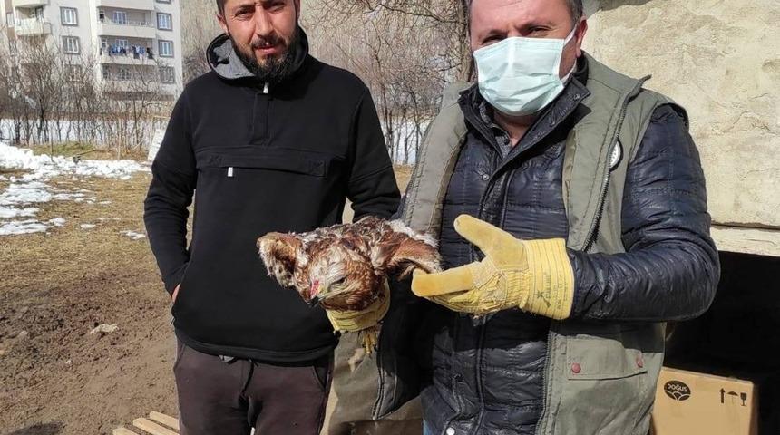 Kargalar tarafından yaralanan Kızıl Şahin tedavi altına alındı