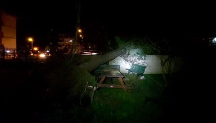 Silivri’de fırtına ağacı kökünden söktü G1