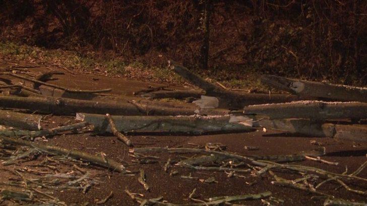 Beykoz’da fırtınada çınar ağacı yola devrildi G1