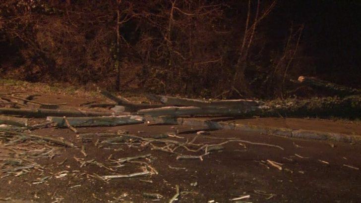 Beykoz’da fırtınada çınar ağacı yola devrildi G3