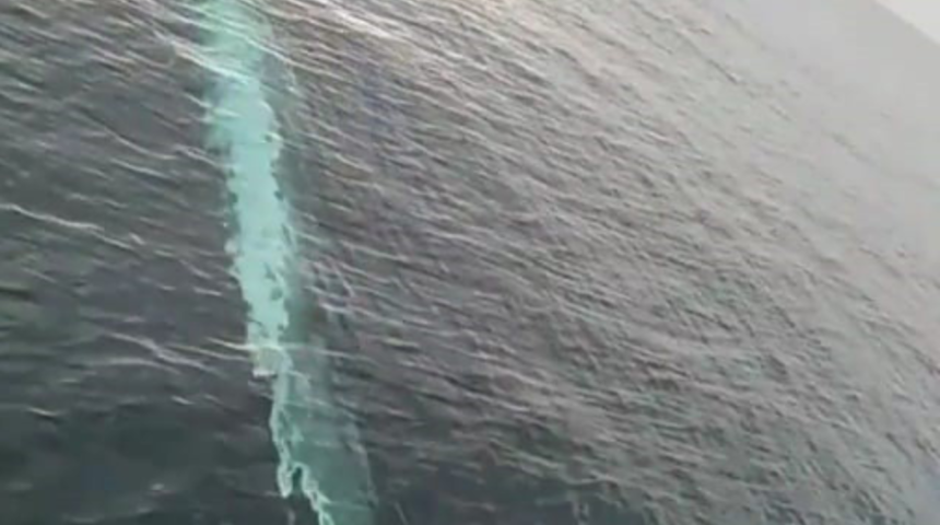 Adana'da balıkçıların kamerasına 15 metrelik oluklu balina takıldı