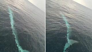 Balıkçıların kamerasına 15 metrelik oluklu balina takıldı