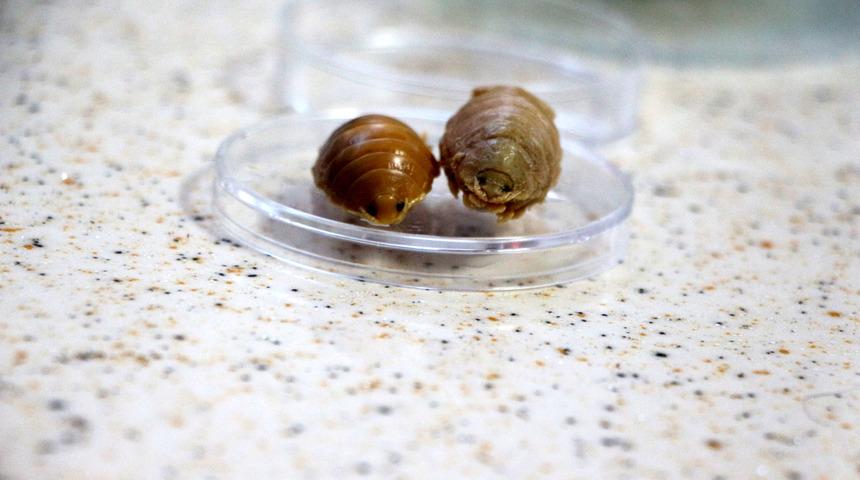 Türkiye sularında 24 çeşit balık paraziti tespit edildi: Çiftlik balıklarını boğarak öldürüyorlar