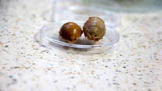 Türkiye sularında 24 çeşit balık paraziti tespit edildi: Çiftlik balıklarını boğarak öldürüyorlar