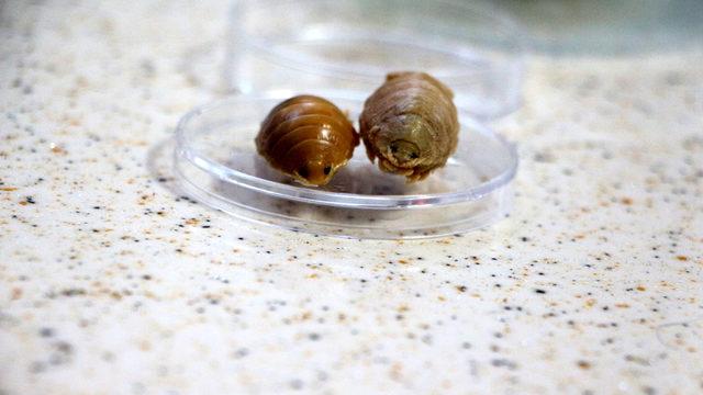 Türkiye sularında 24 çeşit balık paraziti tespit edildi: Çiftlik balıklarını boğarak öldürüyorlar