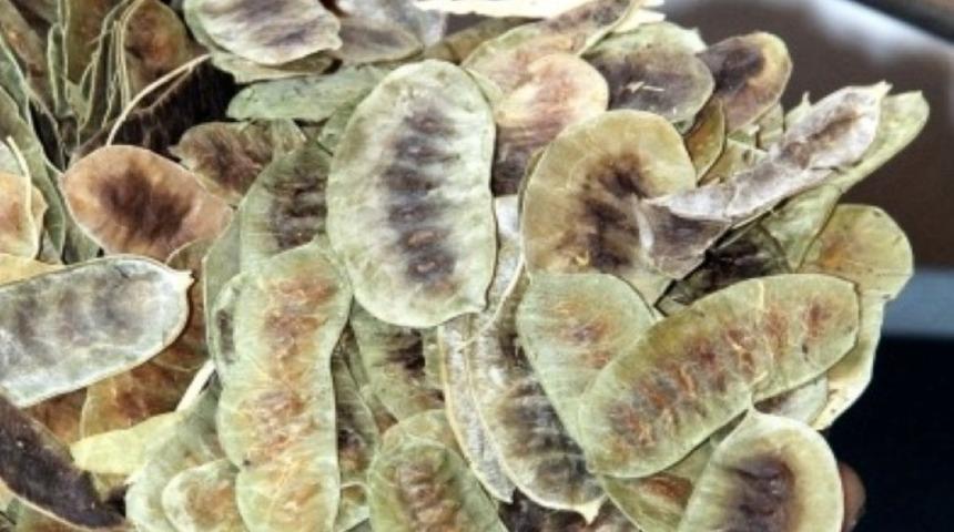 Açlık otu gerçekten zayıflatıyor mu? 