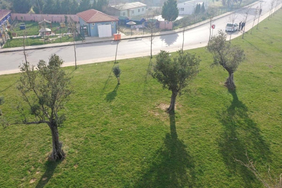 Kocaeli&rsquo;ne 15 yılda 100 bin zeytin fidanı dikildi