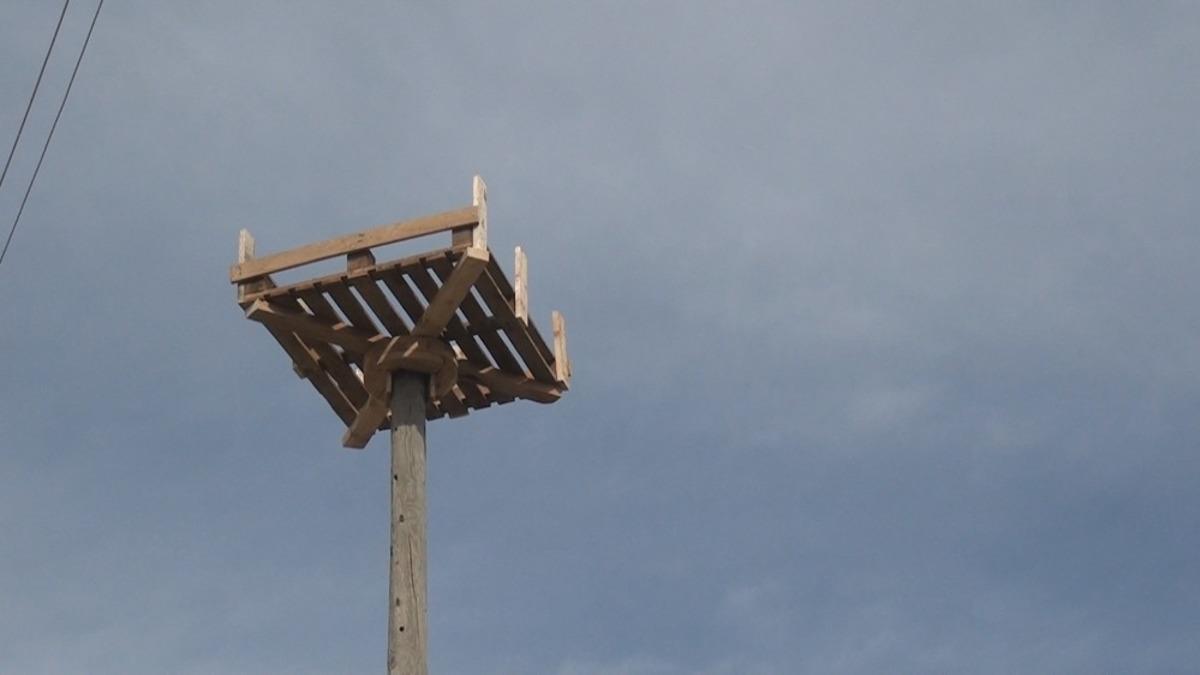 Doğaya ve &Ccedil;evreye değer veren belediyeden leylekler i&ccedil;in g&uuml;venli yuva