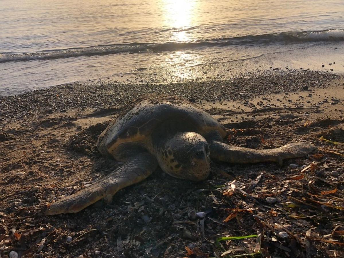 Dat&ccedil;a&rsquo;da deniz kaplumbağası &ouml;l&uuml; olarak bulundu